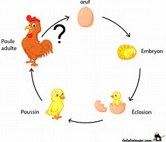 Qui est apparu en premier : L'œuf ou la poule ?
