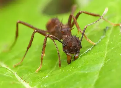 Les fourmis coupe-feuille entretiennent leurs sentiers sans communiquer