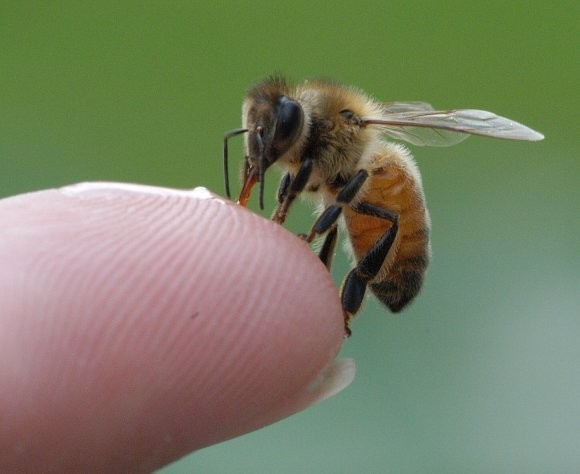 La cire d'abeille, sans traitement chimique SVP !