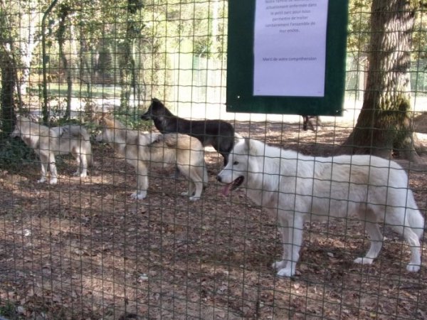 Le Retour Du Loup En France Et La Cohabitation Mais Qui A Encore Peur Du Canis Lupus Agoravox Le Media Citoyen