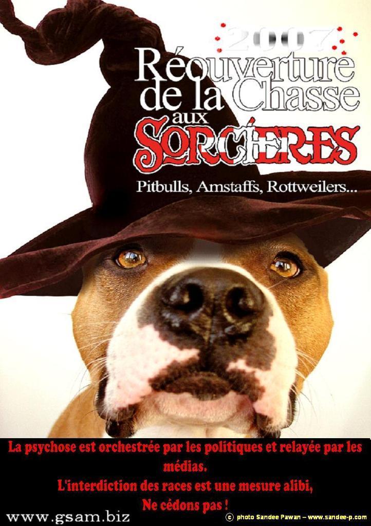 Atavisme Héritage Ou Génotype Le Chien Dangereux